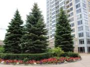 Rental! Condo Mosaic #11273