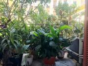 Nice 06000 Achat / Vente appartement 3 pièces t3