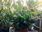 NICE MUSICIENS: 3P balcon dans beau bourgeois