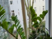 Nice, neat suite in Prenzlauer Berg with shared kitchen,...