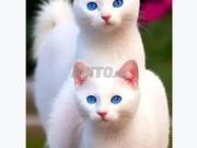 طنجه حي اشناد