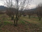 NOCCIOLE un RIFUGIO e un piccolo frutteto