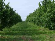 Noccioleto Pianeggiante con Sub Irrigazione
