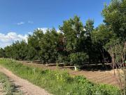 Nogalera Venta Rosales Chihuahua 9,000,000 Clater RGC