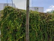 NUEVA ESPAÑA, GUADALAJARA