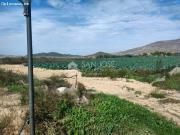 NUEVA PROPIEDAD SE VENDE TERRENO RURAL EN MONFORTE DEL...