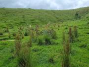 Ótima fazendinha de 30 ha na região de Barbacena MG