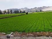 VENDO TERRENO INDUSTRIAL DE 8 HECTAREAS CHANCAY