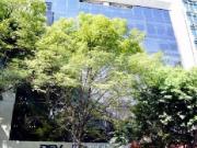 Oficinas en renta en la Colonia Nápoles