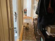 Old building apartment in Berlin Charlottenburg, Berlin...