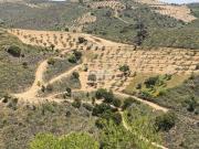 Olival Biológico em Patamares Alfândega da Fé