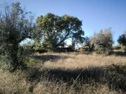 Olival da Lomba Salgueiro do Campo