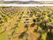 Olival de 5138 m2 | Rosário Alandroal, Alandroal Olival de 5138 m2 | Rosário Alandroal, Alandroal