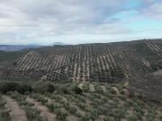 OLIVAR DE REGADIO Y 70 HA: CICLO COMPLETO DE PRODUCCIÓN...
