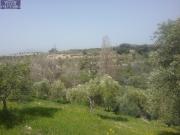 OLIVAR EN EL FARGUE. Paraje Aynadamar