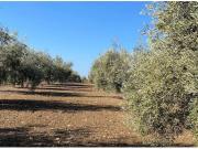 Olivar Intensivo