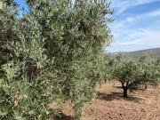 Olivar intensivo en plena producción