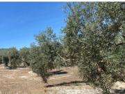 ? Olivar llano junto a carretera cerca de Baena ?
