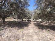 Oliveraie a vendre Hérault
