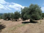 Olivi secolari nelle colline Toscane