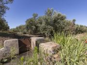 OLIVOS EN PLENA PRODUCCIÓN EN COZVÍJAR