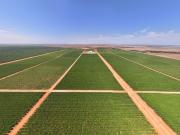 One of the Largest Table Grape Enterprises in Australia