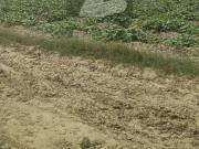 Open land for sale in bedian road