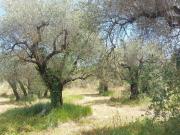 Opio Vente Terrain 06