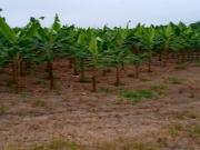 ¡Oportunidad de Inversión Agrícola! Finca en Venta – 74...