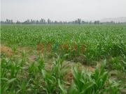 Oportunidad De Inversión En Barranca –