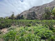 Oportunidad de inversión Venta de Terrenos Agrícolas –...