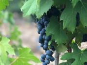 Oportunidad finca a la venta en producción vitivinícola