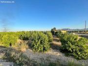 Oportunidad Finca rustica con 14.000m2 en Albatera...