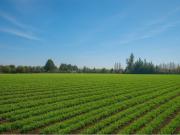 Oportunidad Inmobiliaria: 8,3 Ha en Chicureo