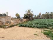 ? Oportunidad Única en el Campo de Elche – Zona Sur. ?