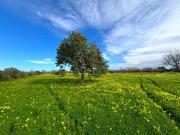 Oportunidad única en el corazón del sur de Mallorca –...