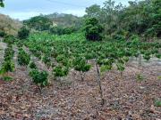 Oportunidad Única: Finca Productiva con Riego y...