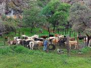 Oportunidad Venta de Rancho Ganadero por Carr. Cd...