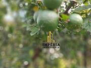 OPORTUNIDADE! Chácara com 2 dormitórios à venda, 3100 m²...