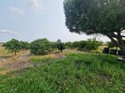 Oportunidade Imperdível: Terreno para Exploração Agrícola