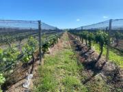 ORPORTUNIDAD DE INVERSION Agricola en Mendoza viñedos...