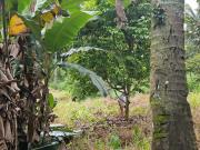 P3.5M COOL AND ELEVATED PLACE 4200SQM LOT FULLY PLANTED...