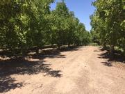 PAINE, ÚLTIMAS DOS PARCELAS EN PEQUEÑO LOTEO EN MEJOR SECTOR