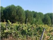 Palmela Palmela 94889598