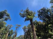 PARCELA BOSQUE NATIVO, INVERSIONISTAS! CHILOE