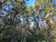 Parcela Con Agua Y Electricidad A 15min De Pucón