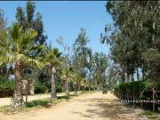 Parcela Catapilco, Foresta de Zapallar