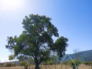 Parcela con maravillosa vista en Catapilco Zapallar