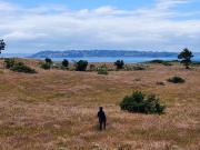Parcela con vista al mar y acceso a la playa en Chiloé...