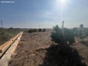 PARCELA CULTIVADA CON ARBOLES FRUTALES NARANJOS